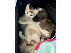 Sprite *bonded With Tom, Domestic Shorthair For Adoption In Maple Ridge