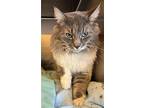 Tom *bonded With Sprite, Domestic Longhair For Adoption In Maple Ridge