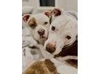 Oakley, American Pit Bull Terrier For Adoption In Citrus Heights, California