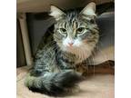 Kizzy, Domestic Shorthair For Adoption In Palm Springs, California