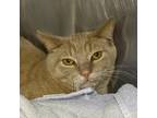 Tiger, Domestic Shorthair For Adoption In Palm Springs, California