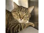 Ray, Domestic Shorthair For Adoption In Palm Springs, California