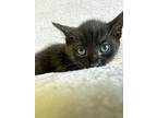 Panther, Domestic Shorthair For Adoption In Greensboro, North Carolina