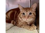 Rufus, Domestic Shorthair For Adoption In Oakland, California