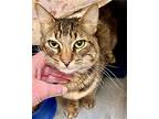 Tate, Domestic Shorthair For Adoption In Oakland, California