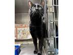 Marcus, Domestic Shorthair For Adoption In Oakland, California