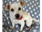 Blondie, Jack Russell Terrier For Adoption In Baltimore, Maryland