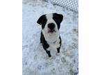Maliki, American Pit Bull Terrier For Adoption In Augusta, Maine