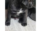 Boston Terrier Puppy for sale in Grand Rapids, MN, USA