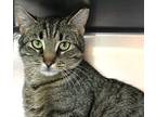 Flitwick, Domestic Shorthair For Adoption In Forked River, New Jersey