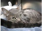 Maggie, Domestic Shorthair For Adoption In Forked River, New Jersey