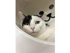 Cyndi Lauper, Domestic Shorthair For Adoption In Cleveland, Ohio