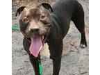 Shadow, American Staffordshire Terrier For Adoption In Forked River, New Jersey