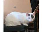 Snowball, Domestic Shorthair For Adoption In Brandon, Florida