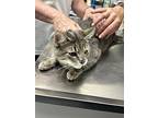 Sprite, Domestic Shorthair For Adoption In Nicholasville, Kentucky