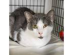 Pete The Cat, Domestic Shorthair For Adoption In W. Windsor, New Jersey