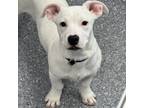 Kaia, Terrier (unknown Type, Small) For Adoption In Atlanta, Georgia