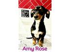 Amy Rose, Dachshund For Adoption In San Antonio, Texas