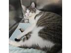 Ganon, Domestic Shorthair For Adoption In Mount Holly, New Jersey