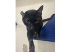 Ghost, Domestic Shorthair For Adoption In Indianapolis, Indiana