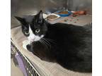 Beau, Domestic Shorthair For Adoption In Mount Holly, New Jersey