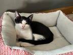 Marty, Domestic Shorthair For Adoption In Mount Holly, New Jersey