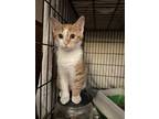 Melman, Domestic Shorthair For Adoption In Mount Holly, New Jersey