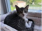 Alex, Domestic Shorthair For Adoption In Mount Holly, New Jersey