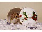 Strawberry Rhubarb Muffin, Hamster For Adoption In Riverside, California