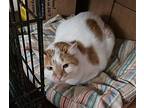 Riptide, Domestic Shorthair For Adoption In Phillipsburg, New Jersey