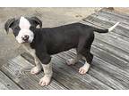 Porter - Meet Me, American Pit Bull Terrier For Adoption In Jackson, Tennessee