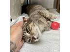 Summer, Domestic Shorthair For Adoption In Fort Myers, Florida