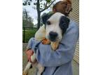 Huck, Labrador Retriever For Adoption In E. Brookfield, Massachusetts