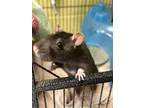 Velma, Rat For Adoption In Lowell, Massachusetts