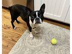 Brooklyn Bridget-ga4306, Boston Terrier For Adoption In Maryville, Tennessee