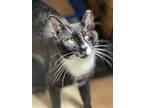 Kenickie, Domestic Shorthair For Adoption In Spring Lake, New Jersey