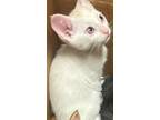 Scout, Domestic Shorthair For Adoption In Milpitas, California