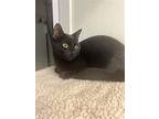 Rocky, Domestic Shorthair For Adoption In Duquoin, Illinois