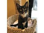 Snickers, Domestic Shorthair For Adoption In Milpitas, California