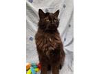 Prince Casimir, Domestic Longhair For Adoption In Payson, Arizona