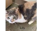 Lily, Domestic Shorthair For Adoption In Naperville, Illinois