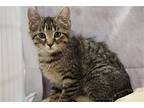Reese, Domestic Shorthair For Adoption In Richardson, Texas