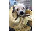 Pearl, Cairn Terrier For Adoption In Bryan, Texas