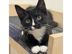 Berry, Domestic Shorthair For Adoption In San Francisco, California