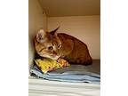 Cheese, Domestic Shorthair For Adoption In Sebastian, Florida