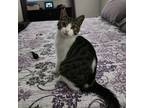 Maui, Domestic Shorthair For Adoption In Fort Worth, Texas