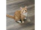 Udi, Domestic Shorthair For Adoption In Fort Worth, Texas