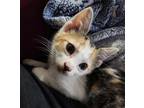 Pikachu, Domestic Shorthair For Adoption In Fort Worth, Texas