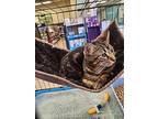 Wiggles, Domestic Shorthair For Adoption In Morgan Hill, California