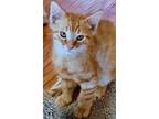 Colt, Domestic Shorthair For Adoption In Morgan Hill, California